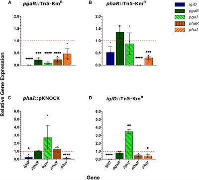 Cyclic di-GMP Is Integrated Into a Hierarchal Quorum Sensing Network Regulating Antimicrobial Production and Biofilm Formation in Roseobacter Clade Member Rhodobacterales Strain Y4I